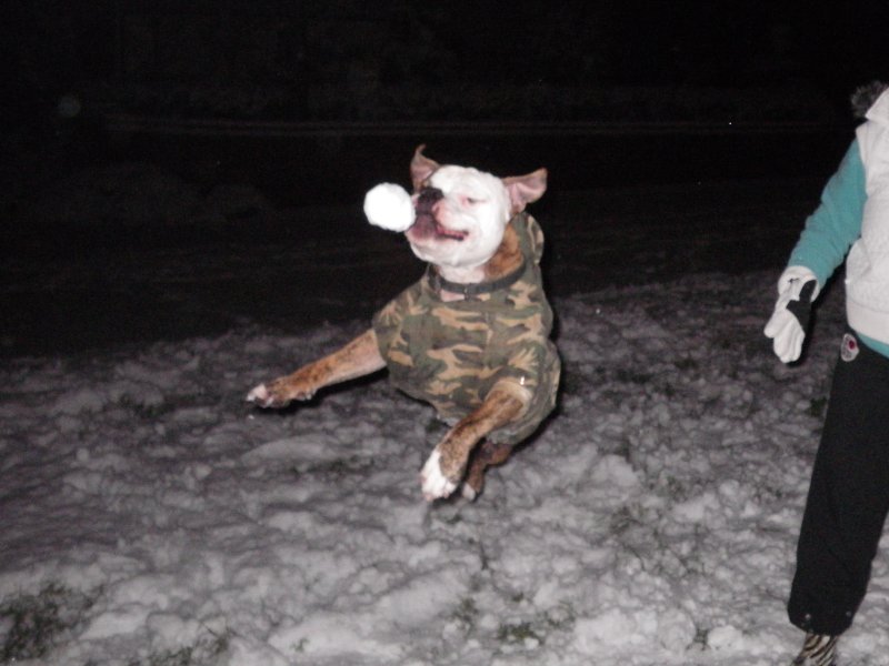 DogsSnow6.jpg