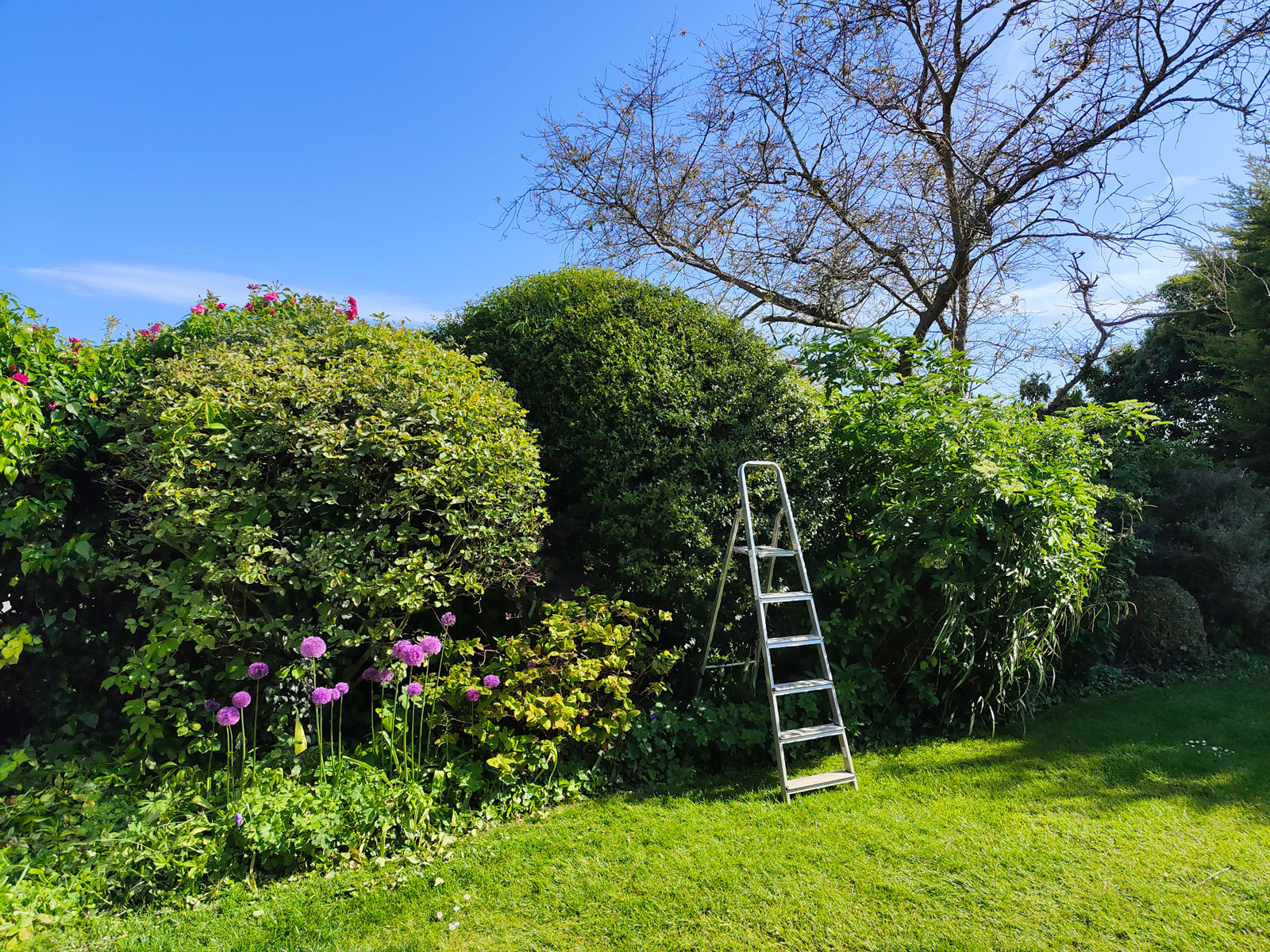 GardenTrees.jpg